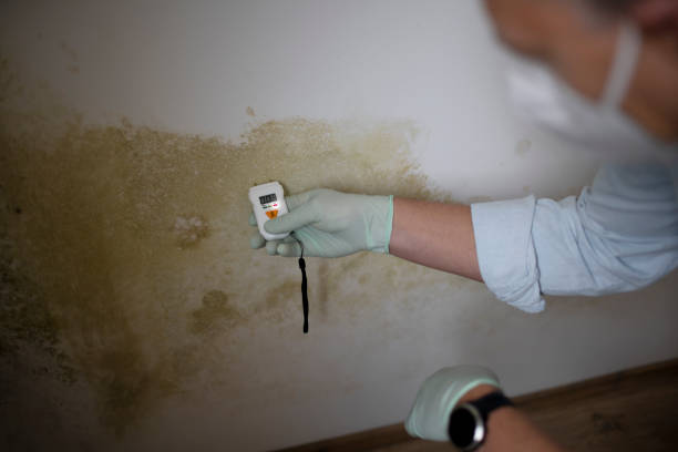 Best Residential Mold Removal  in Manhasset, NY
